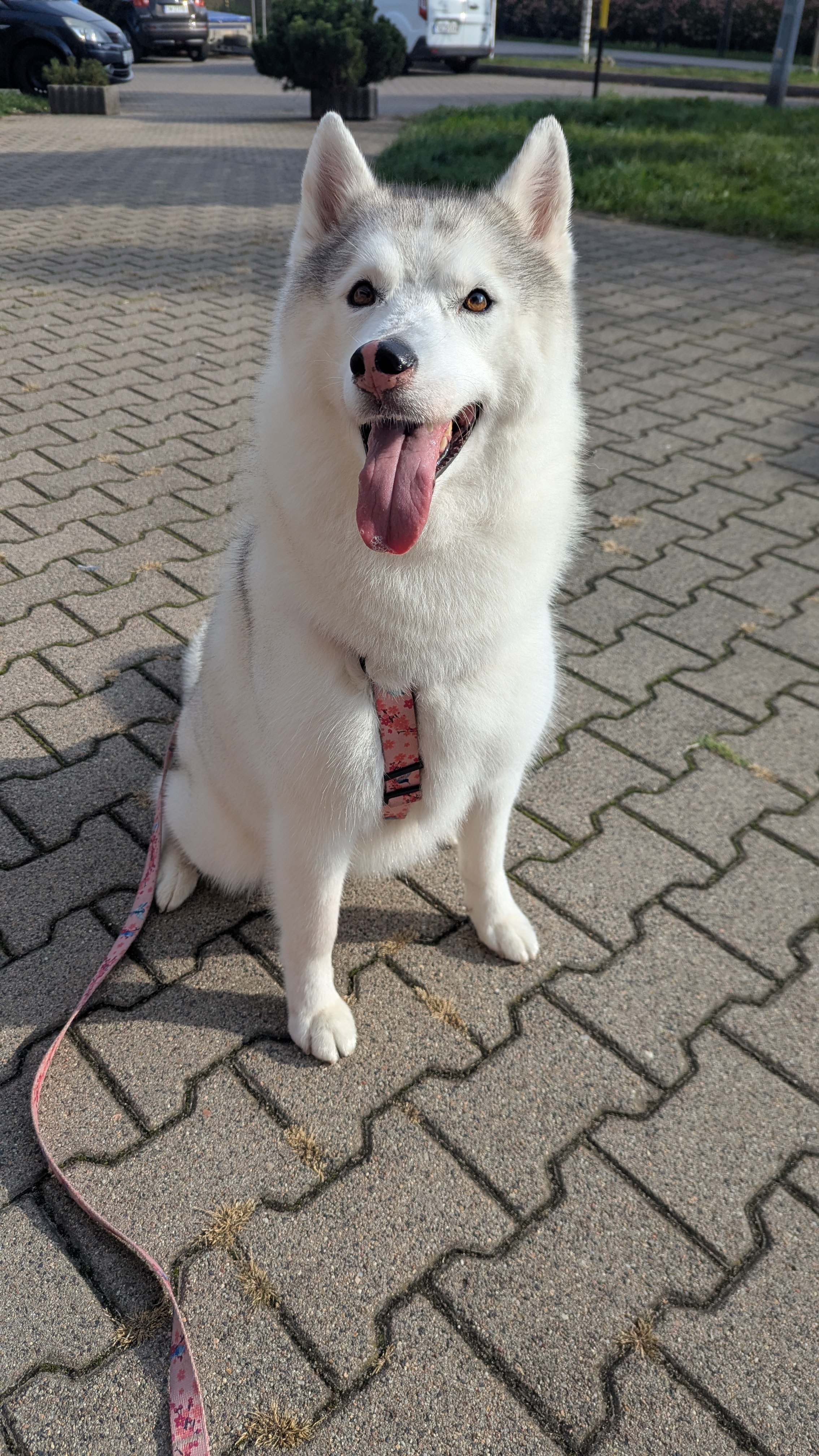 Aura, our husky